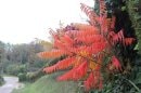 En rouge et vert